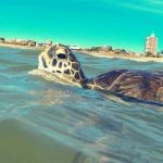 tortuga palomona